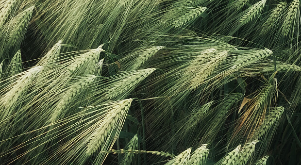 Куди поїхати на вихідні: українська Бессарабія