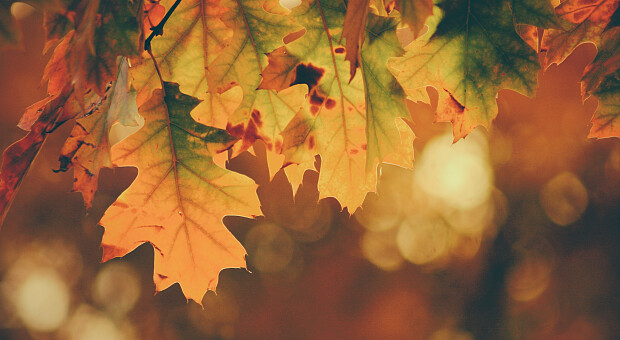 Куда пойти в поход этой осенью: лучшие трекинговые маршруты в Украине