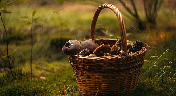 Белые, польские и опята: где собирать грибы в Украине