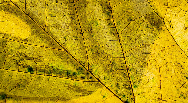 Как побороть осеннюю хандру