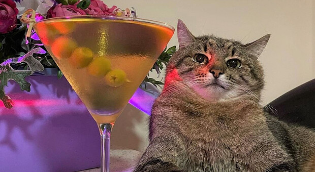 Український кіт Степан став зіркою Instagram Брітні Спірс