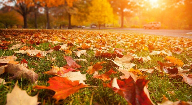 «Бабине літо» буде, але куценьке: синоптик назвала конкретні дати