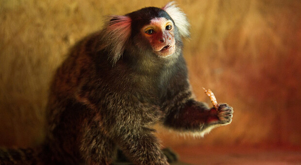 Дослідження виявило, що певний вид мавп використовує у спілкуванні імена