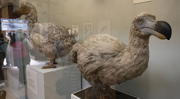 З початку існування Homo Sapiens зникло 610 видів птахів — дослідження