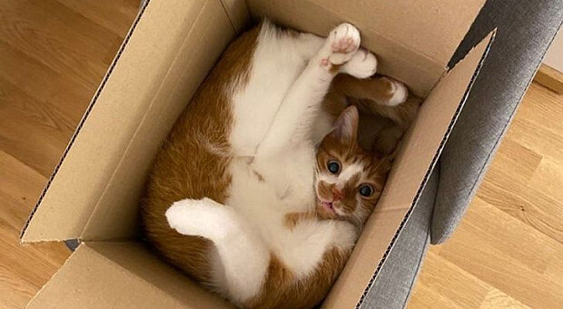 Коти це насправді рідина — дослідження