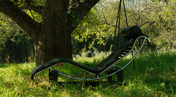 В ботсаду ім. Гришка з’явилась магнолія-терапевтка — фото