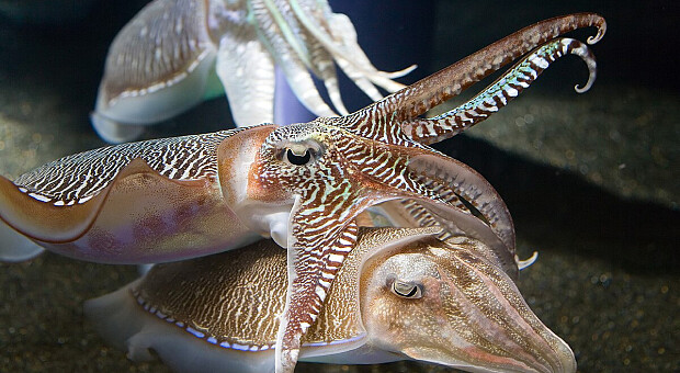 Каракатиці пройшли когнітивний тест, призначений для дітей — дослідження