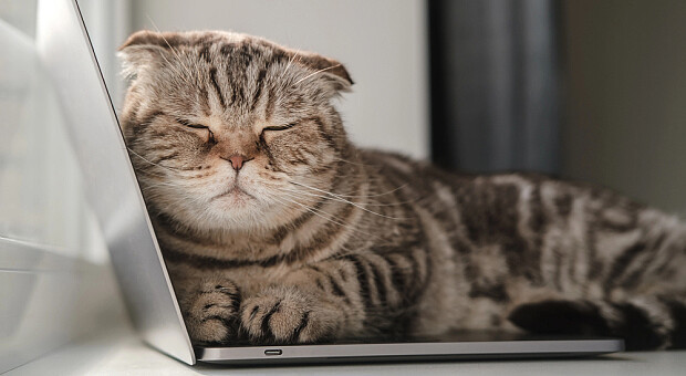 У Китаї кіт «звільнив» свою господарку з роботи: що трапилось