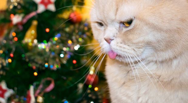 Як створити новорічний настрій під час війни: дієві поради психологів