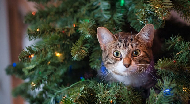 Коли прибирати ялинку в 2026 році