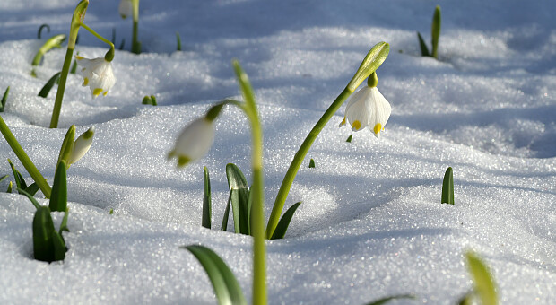 Як за народними прикметами на Стрітення зрозуміти, коли прийде весна