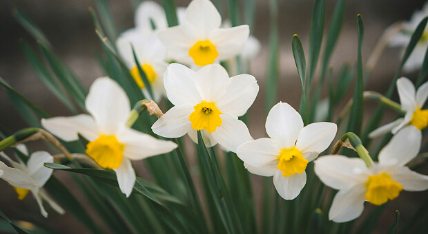 Весна на порозі. Які квіти можна висаджувати на клумбі вже за п’ять тижнів