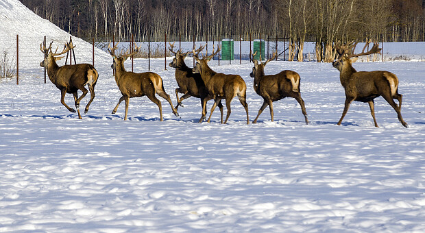 Усиновлення оленів і ДНК-селекція: як відомий юрист розвиває екопарк «На рогах»