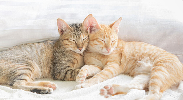 Топ порад, як вберегти кішку чи собаку від переохолодження