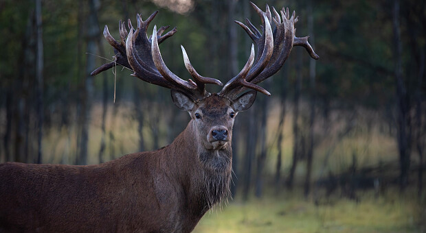На Київщині застрелили оленя-рекордсмена України, який претендував на рекорд Європи