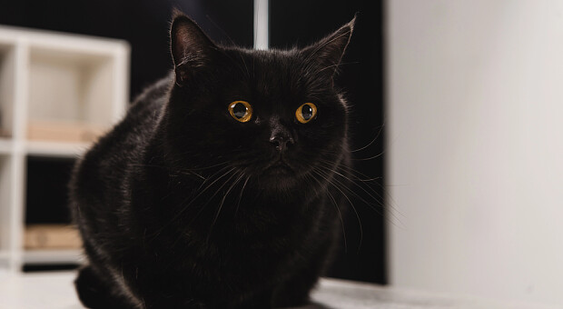 Чи небезпечна насправді п’ятниця 13 — міфи і повір’я