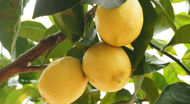 Чи справді лимон знижує тиск: пояснення лікарів