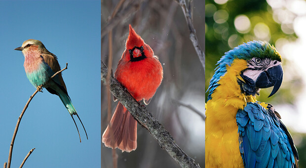 Швидкий психологічний тест за картинкою: чого вам зараз не вистачає в житті