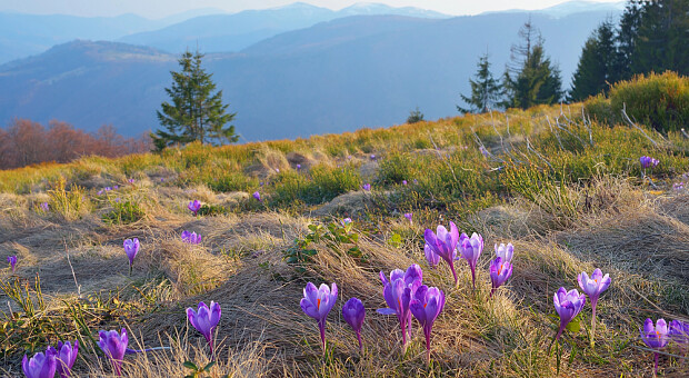 Цвітіння крокусів у Карпатах 2026: найкращі локації та графік