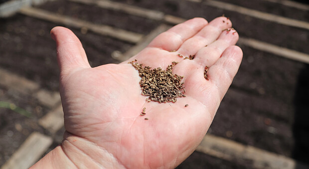 Сприятливі та несприятливі дні для посіву моркви у березні 2026 року